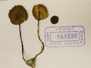  (Entoloma cf. lividocyanulum - TUR141336)  @11 [ ] CreativeCommons - Attribution Non-Commercial Share-Alike (2013) Balint Dima Botanical Museum, Finnish Museum of Natural History, University of Helsinki