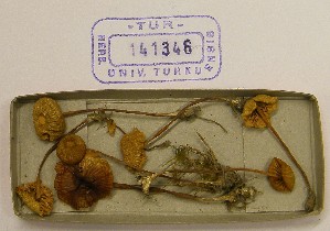  (Entoloma pleopodium - TUR141346)  @11 [ ] CreativeCommons - Attribution Non-Commercial Share-Alike (2013) Balint Dima Botanical Museum, Finnish Museum of Natural History, University of Helsinki