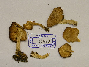  (Clitocybe vermicularis - TUR188440)  @11 [ ] CreativeCommons - Attribution Non-Commercial Share-Alike (2013) Balint Dima Botanical Museum, Finnish Museum of Natural History, University of Helsinki