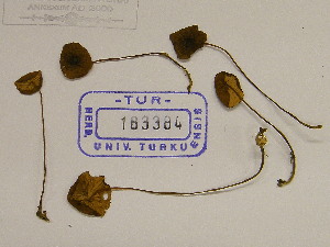  (Entoloma cf. mutabilipes - TUR183384)  @11 [ ] CreativeCommons - Attribution Non-Commercial Share-Alike (2013) Balint Dima Botanical Museum, Finnish Museum of Natural History, University of Helsinki