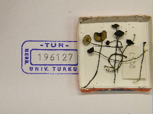  (Entoloma cf. lepidissimum - TUR196127)  @11 [ ] CreativeCommons - Attribution Non-Commercial Share-Alike (2013) Balint Dima Botanical Museum, Finnish Museum of Natural History, University of Helsinki