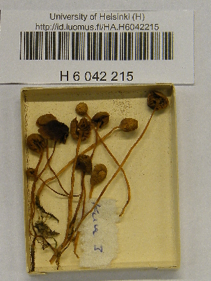 ( - H6042215)  @11 [ ] CreativeCommons - Attribution Non-Commercial Share-Alike (2013) Balint Dima Botanical Museum, Finnish Museum of Natural History, University of Helsinki