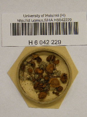  ( - H6042229)  @11 [ ] CreativeCommons - Attribution Non-Commercial Share-Alike (2013) Balint Dima Botanical Museum, Finnish Museum of Natural History, University of Helsinki