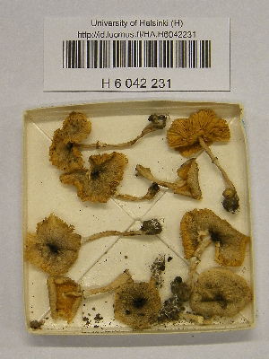  (Leucocoprinus heinemanni - H6042231)  @11 [ ] CreativeCommons - Attribution Non-Commercial Share-Alike (2013) Balint Dima Botanical Museum, Finnish Museum of Natural History, University of Helsinki
