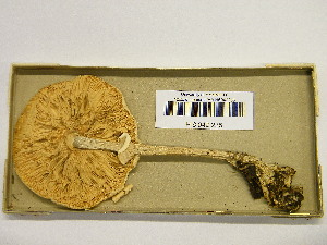  (Macrolepiota excoriata - H6042235)  @11 [ ] CreativeCommons - Attribution Non-Commercial Share-Alike (2013) Balint Dima Botanical Museum, Finnish Museum of Natural History, University of Helsinki