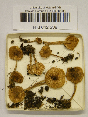  (Lepiota grangei - H6042238)  @11 [ ] CreativeCommons - Attribution Non-Commercial Share-Alike (2013) Balint Dima Botanical Museum, Finnish Museum of Natural History, University of Helsinki