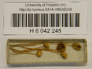  ( - H6042245)  @11 [ ] CreativeCommons - Attribution Non-Commercial Share-Alike (2013) Balint Dima Botanical Museum, Finnish Museum of Natural History, University of Helsinki