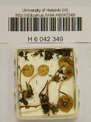  (Lepiota setulosa - H6042349)  @11 [ ] CreativeCommons - Attribution Non-Commercial Share-Alike (2013) Balint Dima Botanical Museum, Finnish Museum of Natural History, University of Helsinki