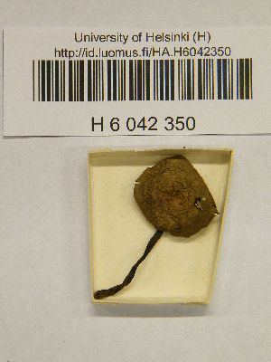  ( - H6042350)  @11 [ ] CreativeCommons - Attribution Non-Commercial Share-Alike (2013) Balint Dima Botanical Museum, Finnish Museum of Natural History, University of Helsinki