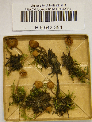  (Galerina badipes - H6042354)  @11 [ ] CreativeCommons - Attribution Non-Commercial Share-Alike (2013) Balint Dima Botanical Museum, Finnish Museum of Natural History, University of Helsinki