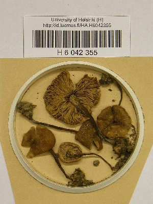  ( - H6042355)  @11 [ ] CreativeCommons - Attribution Non-Commercial Share-Alike (2013) Balint Dima Botanical Museum, Finnish Museum of Natural History, University of Helsinki
