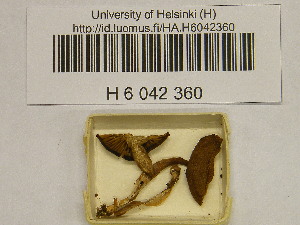  (Rhodocybe cf. fuscofarinacea - H6042360)  @11 [ ] CreativeCommons - Attribution Non-Commercial Share-Alike (2013) Balint Dima Botanical Museum, Finnish Museum of Natural History, University of Helsinki