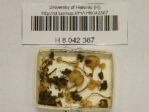  (Lepiota parvannulata - H6042367)  @11 [ ] CreativeCommons - Attribution Non-Commercial Share-Alike (2013) Balint Dima Botanical Museum, Finnish Museum of Natural History, University of Helsinki