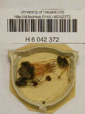  ( - H6042372)  @11 [ ] CreativeCommons - Attribution Non-Commercial Share-Alike (2013) Balint Dima Botanical Museum, Finnish Museum of Natural History, University of Helsinki