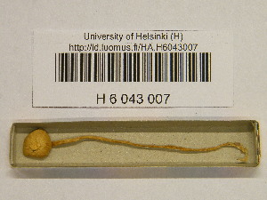  ( - H6043007)  @11 [ ] CreativeCommons - Attribution Non-Commercial Share-Alike (2013) Balint Dima Botanical Museum, Finnish Museum of Natural History, University of Helsinki