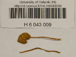 ( - H6043009)  @11 [ ] CreativeCommons - Attribution Non-Commercial Share-Alike (2013) Balint Dima Botanical Museum, Finnish Museum of Natural History, University of Helsinki