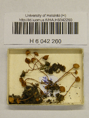  ( - H6042260)  @11 [ ] CreativeCommons - Attribution Non-Commercial Share-Alike (2013) Balint Dima Botanical Museum, Finnish Museum of Natural History, University of Helsinki