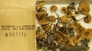 (Lepiota cf. erinana - H6007170)  @11 [ ] CreativeCommons - Attribution Non-Commercial Share-Alike (2013) Balint Dima Botanical Museum, Finnish Museum of Natural History, University of Helsinki