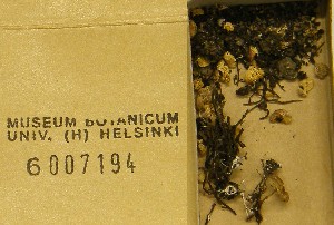  (Lepiota rubella - H6007194)  @11 [ ] CreativeCommons - Attribution Non-Commercial Share-Alike (2013) Balint Dima Botanical Museum, Finnish Museum of Natural History, University of Helsinki