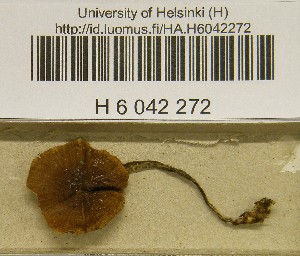  ( - H6042272)  @11 [ ] CreativeCommons - Attribution Non-Commercial Share-Alike (2013) Balint Dima Botanical Museum, Finnish Museum of Natural History, University of Helsinki