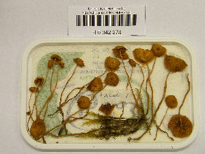  ( - H6042274)  @11 [ ] CreativeCommons - Attribution Non-Commercial Share-Alike (2013) Balint Dima Botanical Museum, Finnish Museum of Natural History, University of Helsinki