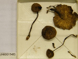  ( - H6001548)  @11 [ ] CreativeCommons - Attribution Non-Commercial Share-Alike (2013) Balint Dima Botanical Museum, Finnish Museum of Natural History, University of Helsinki