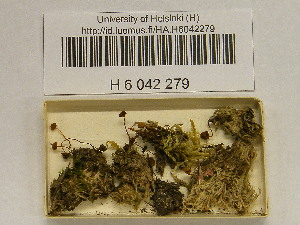  (Galerina hypnorum - H6042279)  @11 [ ] CreativeCommons - Attribution Non-Commercial Share-Alike (2013) Balint Dima Botanical Museum, Finnish Museum of Natural History, University of Helsinki