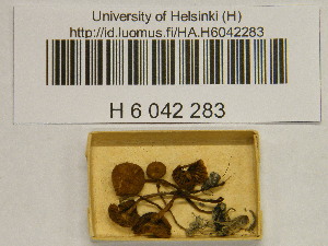 ( - H6042283)  @11 [ ] CreativeCommons - Attribution Non-Commercial Share-Alike (2013) Balint Dima Botanical Museum, Finnish Museum of Natural History, University of Helsinki