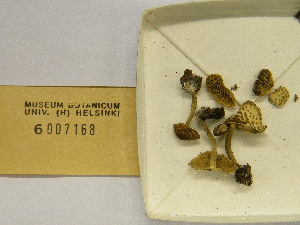  (Lepiota elaiophylla - H6007168)  @11 [ ] CreativeCommons - Attribution Non-Commercial Share-Alike (2013) Balint Dima Botanical Museum, Finnish Museum of Natural History, University of Helsinki