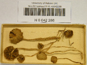  ( - H6042286)  @11 [ ] CreativeCommons - Attribution Non-Commercial Share-Alike (2013) Balint Dima Botanical Museum, Finnish Museum of Natural History, University of Helsinki