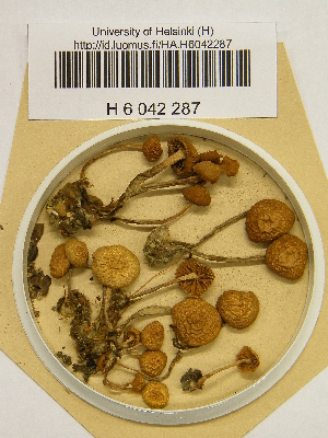  ( - H6042287)  @11 [ ] CreativeCommons - Attribution Non-Commercial Share-Alike (2013) Balint Dima Botanical Museum, Finnish Museum of Natural History, University of Helsinki