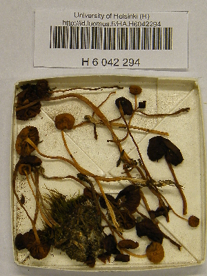  ( - H6042294)  @11 [ ] CreativeCommons - Attribution Non-Commercial Share-Alike (2013) Balint Dima Botanical Museum, Finnish Museum of Natural History, University of Helsinki