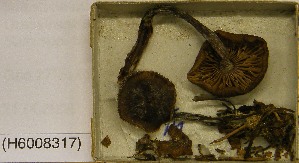 ( - H6008317)  @11 [ ] CreativeCommons - Attribution Non-Commercial Share-Alike (2013) Balint Dima Botanical Museum, Finnish Museum of Natural History, University of Helsinki