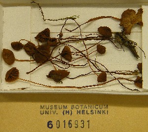  ( - H6016931)  @11 [ ] CreativeCommons - Attribution Non-Commercial Share-Alike (2013) Balint Dima Botanical Museum, Finnish Museum of Natural History, University of Helsinki