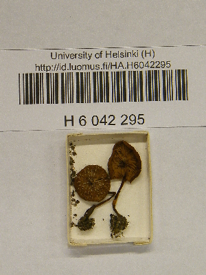  ( - H6042295)  @11 [ ] CreativeCommons - Attribution Non-Commercial Share-Alike (2013) Balint Dima Botanical Museum, Finnish Museum of Natural History, University of Helsinki