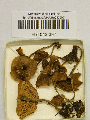  ( - H6042297)  @11 [ ] CreativeCommons - Attribution Non-Commercial Share-Alike (2013) Balint Dima Botanical Museum, Finnish Museum of Natural History, University of Helsinki