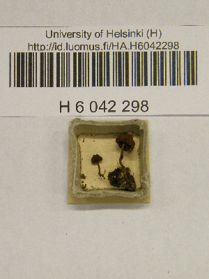  (Galerina harrisonii - H6042298)  @11 [ ] CreativeCommons - Attribution Non-Commercial Share-Alike (2013) Balint Dima Botanical Museum, Finnish Museum of Natural History, University of Helsinki