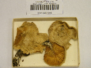  ( - H6042315)  @11 [ ] CreativeCommons - Attribution Non-Commercial Share-Alike (2013) Balint Dima Botanical Museum, Finnish Museum of Natural History, University of Helsinki