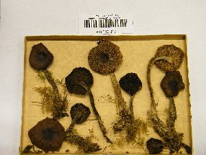  ( - H6042317)  @11 [ ] CreativeCommons - Attribution Non-Commercial Share-Alike (2013) Balint Dima Botanical Museum, Finnish Museum of Natural History, University of Helsinki