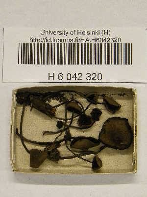  (Melanophyllum haematospermum - H6042320)  @11 [ ] CreativeCommons - Attribution Non-Commercial Share-Alike (2013) Balint Dima Botanical Museum, Finnish Museum of Natural History, University of Helsinki