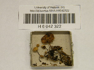  (Pseudobaeospora cf. albidula - H6042322)  @11 [ ] CreativeCommons - Attribution Non-Commercial Share-Alike (2013) Balint Dima Botanical Museum, Finnish Museum of Natural History, University of Helsinki
