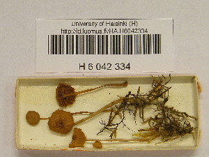  ( - H6042334)  @11 [ ] CreativeCommons - Attribution Non-Commercial Share-Alike (2013) Balint Dima Botanical Museum, Finnish Museum of Natural History, University of Helsinki