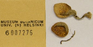  (Leucocoprinus ianthinus - H6007276)  @11 [ ] CreativeCommons - Attribution Non-Commercial Share-Alike (2013) Balint Dima Botanical Museum, Finnish Museum of Natural History, University of Helsinki