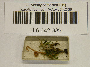  (Galerina aff. similis - H6042339)  @11 [ ] CreativeCommons - Attribution Non-Commercial Share-Alike (2013) Balint Dima Botanical Museum, Finnish Museum of Natural History, University of Helsinki