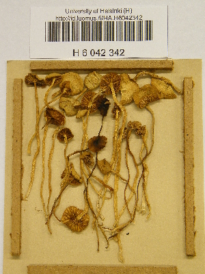  (Galerina sphagnorum - H6042342)  @11 [ ] CreativeCommons - Attribution Non-Commercial Share-Alike (2013) Balint Dima Botanical Museum, Finnish Museum of Natural History, University of Helsinki