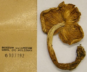 (Lepiota ochraceofulva - H6007192)  @11 [ ] CreativeCommons - Attribution Non-Commercial Share-Alike (2013) Balint Dima Botanical Museum, Finnish Museum of Natural History, University of Helsinki