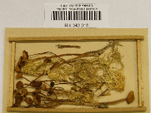  (Galerina hybrida - H6043018)  @11 [ ] CreativeCommons - Attribution Non-Commercial Share-Alike (2013) Balint Dima Botanical Museum, Finnish Museum of Natural History, University of Helsinki