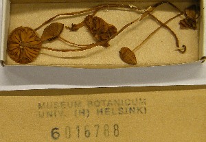  (Galerina jaapii - H6016788)  @11 [ ] CreativeCommons - Attribution Non-Commercial Share-Alike (2013) Balint Dima Botanical Museum, Finnish Museum of Natural History, University of Helsinki