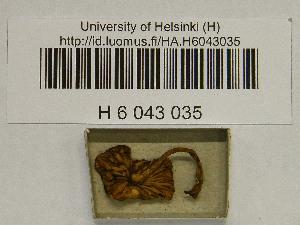  (Agrocybe firma - H6043035)  @11 [ ] CreativeCommons - Attribution Non-Commercial Share-Alike (2013) Balint Dima Botanical Museum, Finnish Museum of Natural History, University of Helsinki