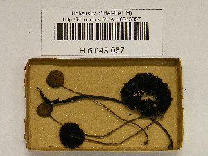  ( - H6043057)  @11 [ ] CreativeCommons - Attribution Non-Commercial Share-Alike (2013) Balint Dima Botanical Museum, Finnish Museum of Natural History, University of Helsinki
